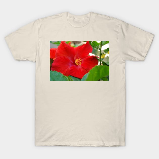Hibiscous V T-Shirt by zwrr16